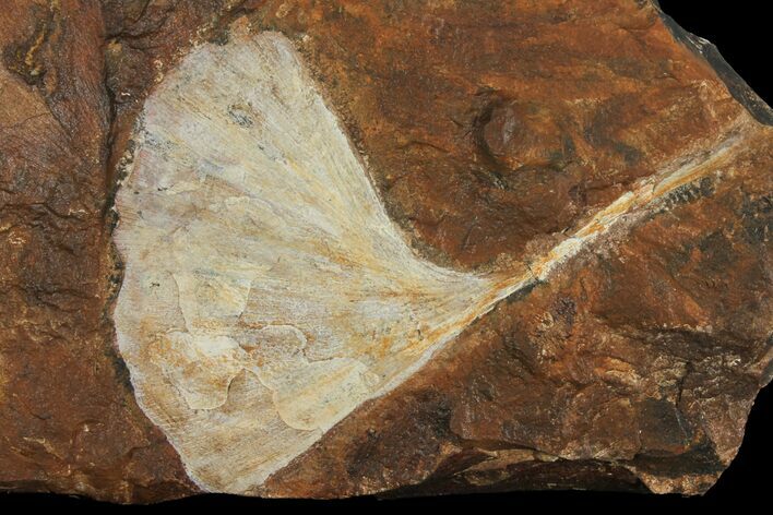 Fossil Ginkgo Leaf From North Dakota - Paleocene #95344